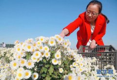 黑桃小丑还未实施该政策的省区市也
