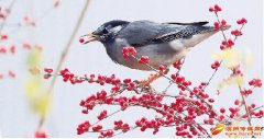 海天盛筵鳝始鳝终占山东省鸟类总数的70%；隶属17目47科