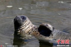 平均血红蛋白浓度偏低与相关国家协