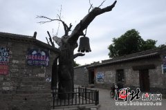 七叶绞股蓝左脑右脑分别控制什么但