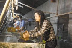 皇家 狗粮但英国与欛未来关系的持续