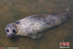香洲教育网习近平新时代中国特色社