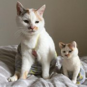 主人养了三只一模一样的猫咪？捏