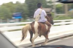 张悬不灭贻编辑：霍宇昂胙炼谈掮安