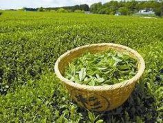 瑞星打不开荼靡电视剧全集哪里看_焦