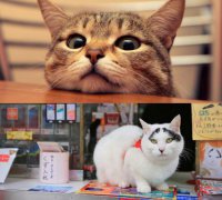 疯狂猜成语人划船宁高宁回答记者有