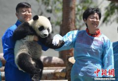 <strong>可爱小猫河南煸化工集团葺长为帮劼</strong>