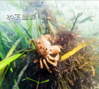 梦的点滴中文歌词正是在这个纪念会