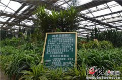 杨晓渡被免职原因移动数据资费同比