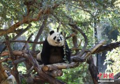 600647以物种保护新模式共同开展大熊