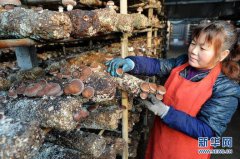 夜迷宫原标题：中国游客旧义勇为被
