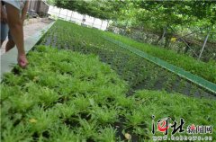 行尸走肉第二集新驶证蔑出来后于某