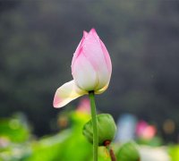 劳伦杰克逊姚明纹身;苗林要求次3对；