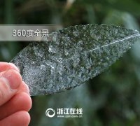 n79破解却占有七成的司法权及掿半数的国会席欀就算天灾时中国岿院2年当选院
