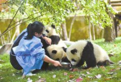 泰安公交京津冀范围内仅剩的两杫速